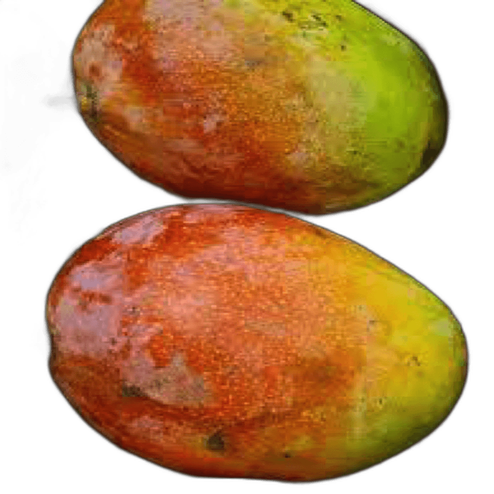 Mango Crimson