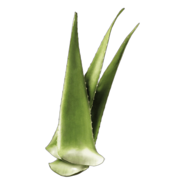 Aloe Vera per kg
