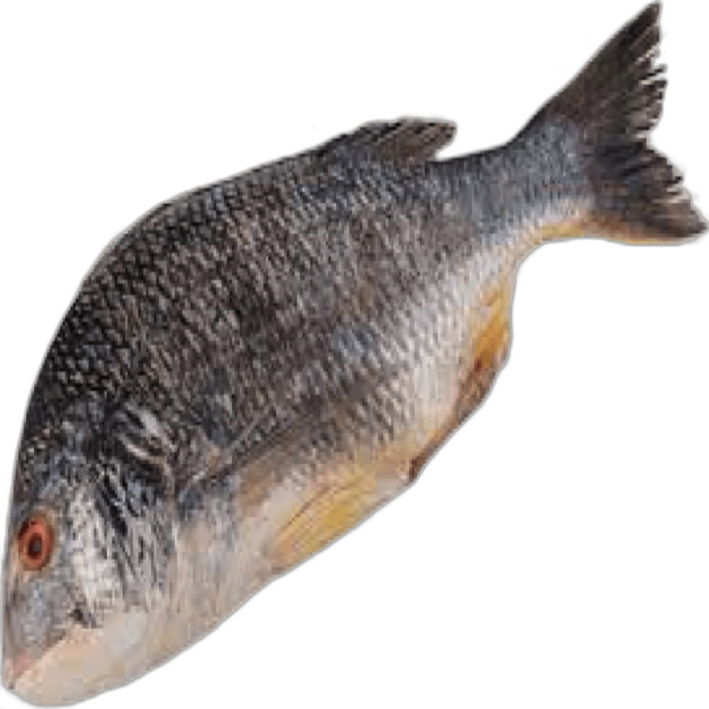 Shoom Fish per kg
