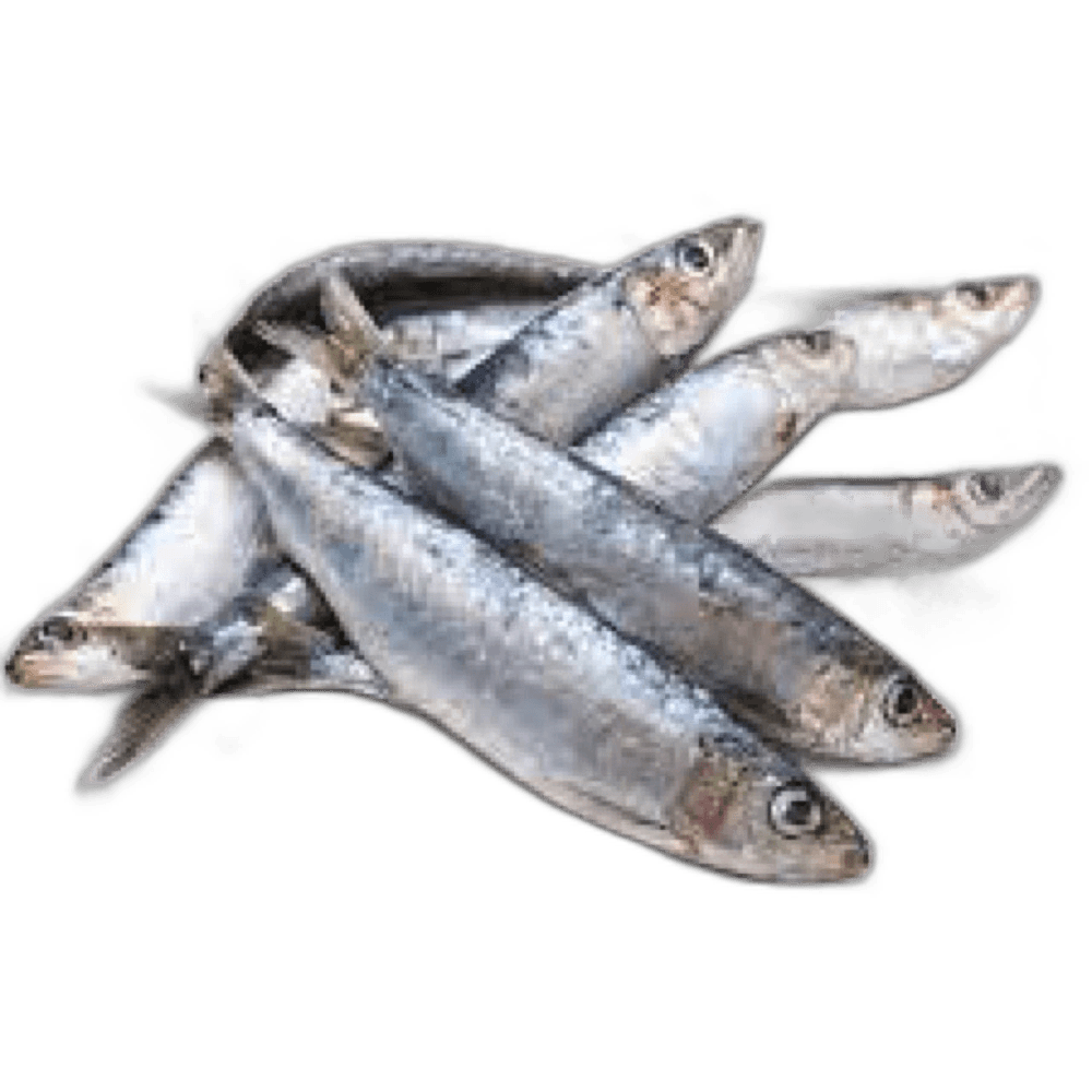 Sardine Small per kg