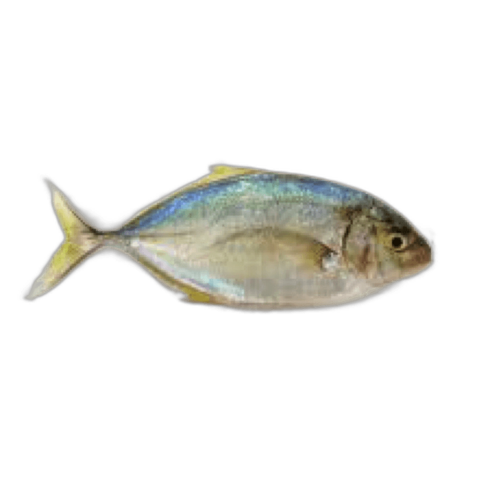 Rabib Fish Medium per kg