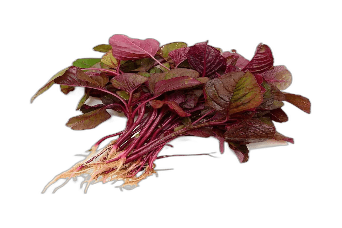 Red Spinach - Bunch Packet