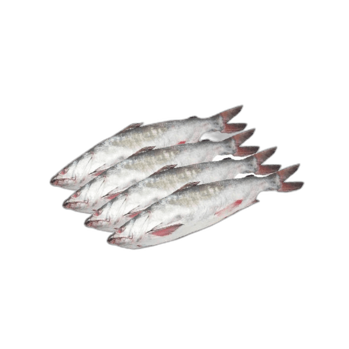 Fresh Cat Fish 1 kg Packet