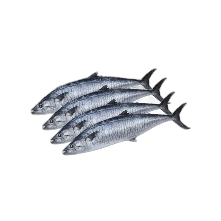 Fresh King Fish Big 4 kg