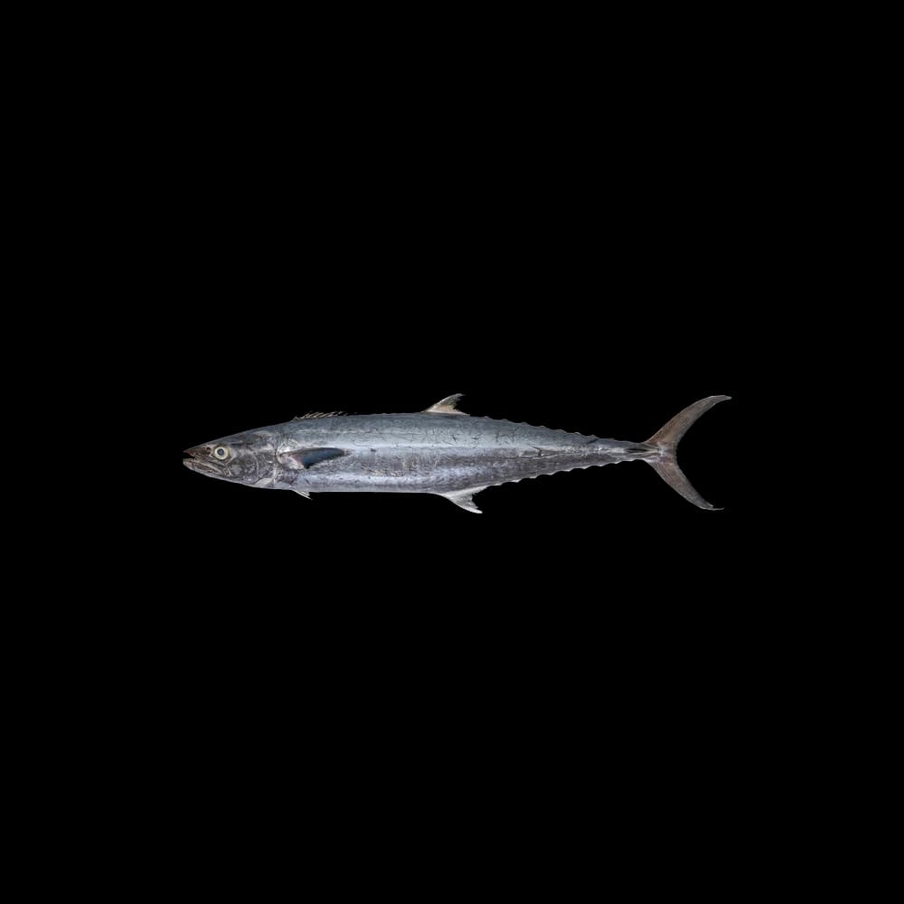 Fresh King Fish Small, 2kg