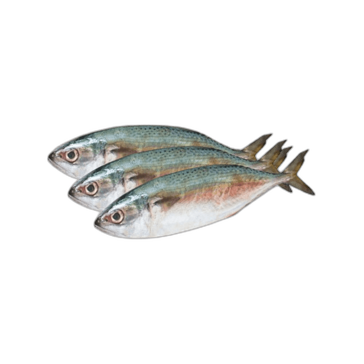 Fresh Mackerel Fish Big 1 kg Packet