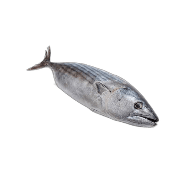 Fresh Tuna Fish Small, 1kg Packet