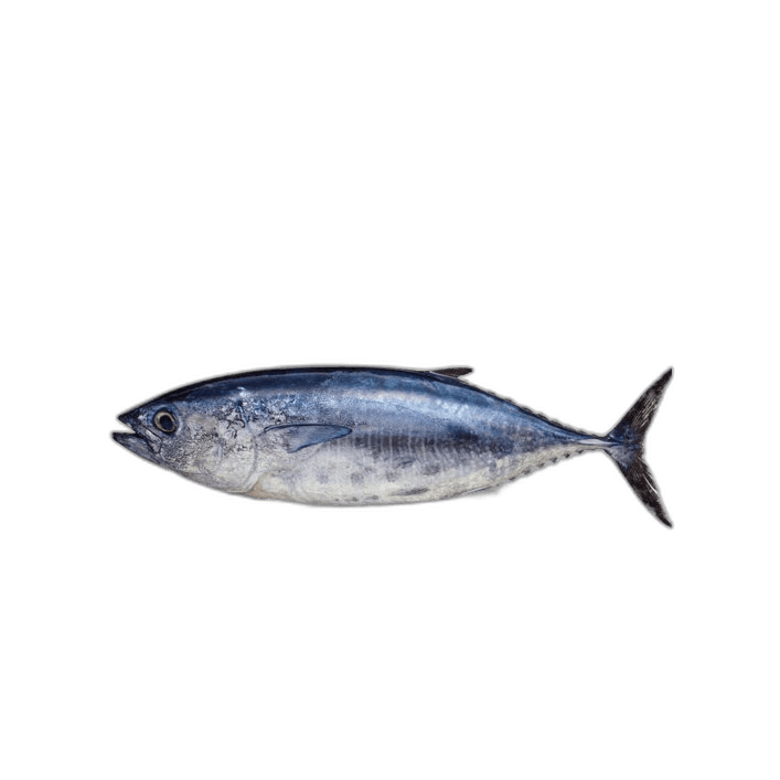 Fresh Tuna Fish Big 1 kg Packet