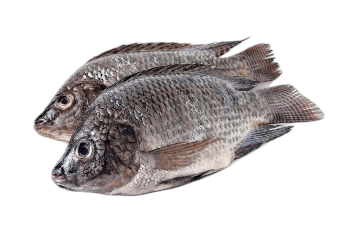 Fresh Egyptian Tilapia Big 1 kg Packet