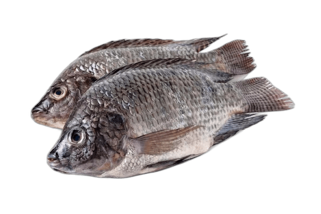 Egyptian Fresh Tilapia Big 1kg 