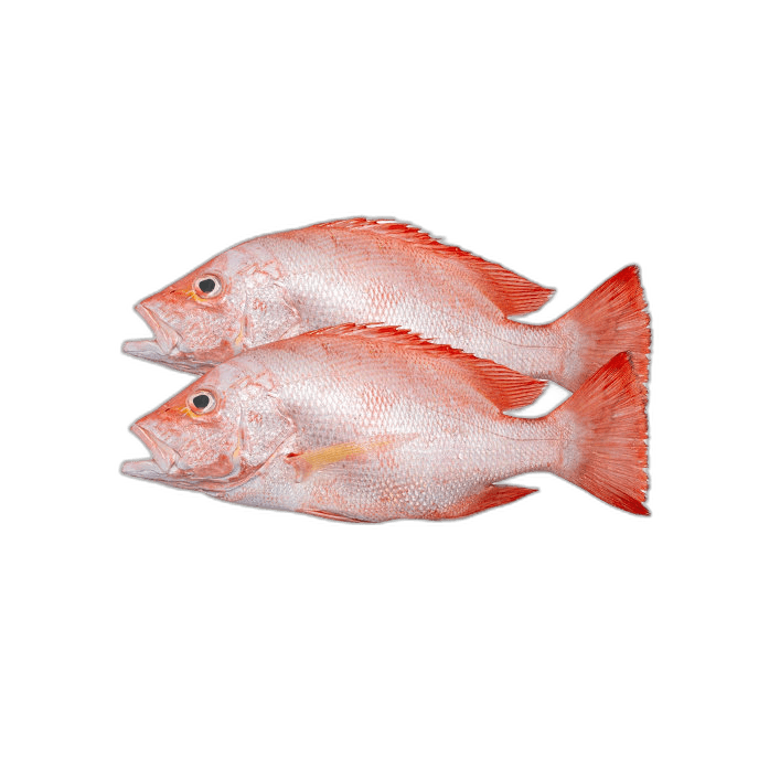 Red Snapper Fish 1kg