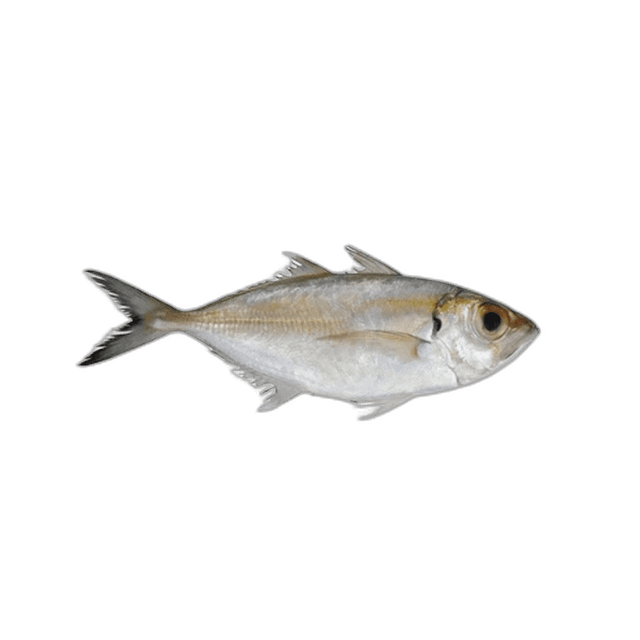 Fresh Mackerel (Bagha) Fish, 1kg 