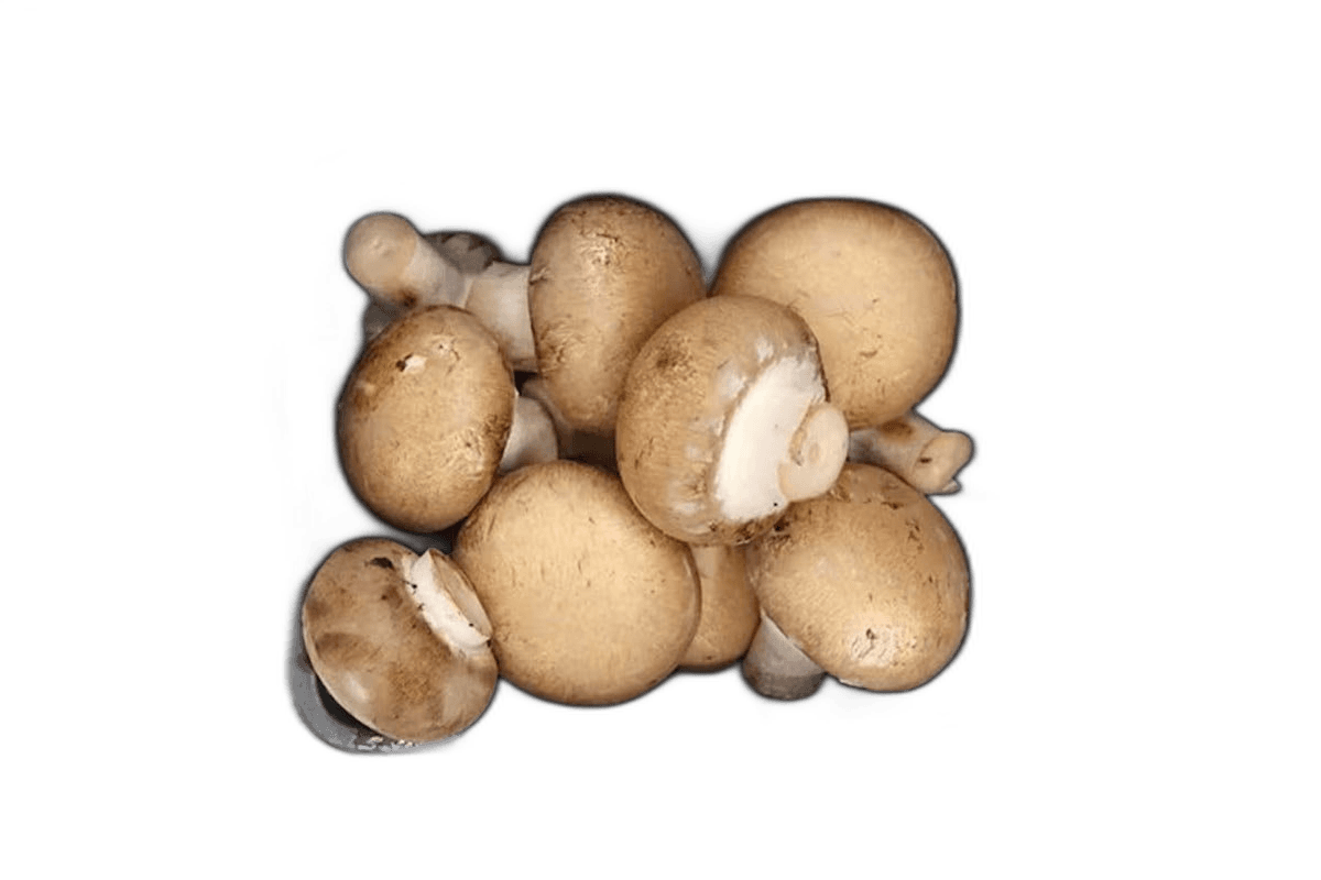 Mushroom Brown Holland Box