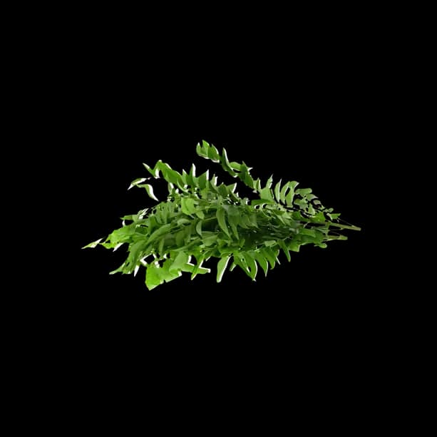 Curry Leaves Pieces