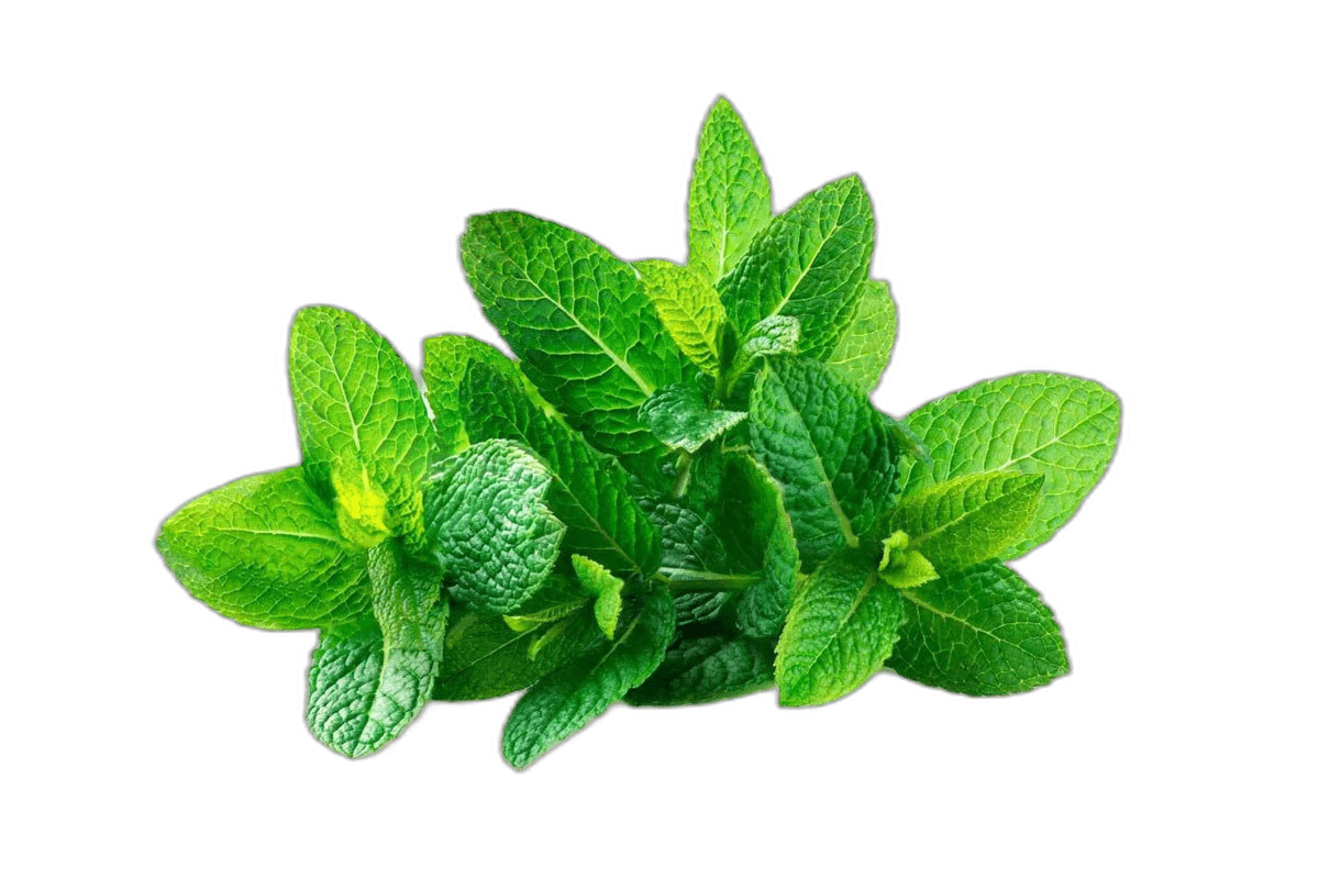 Mint Leaves India Bunch