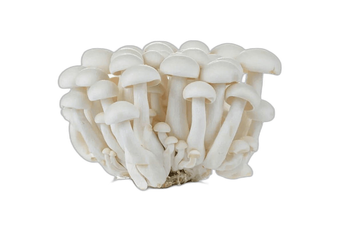 White Shimeji Mushroom, 150g Holland