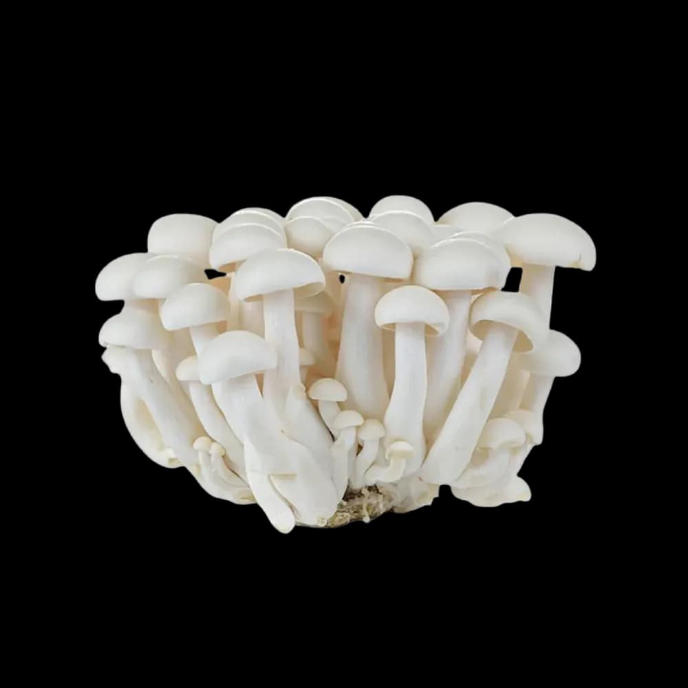 White Shimeji Mushroom, 150g Holland