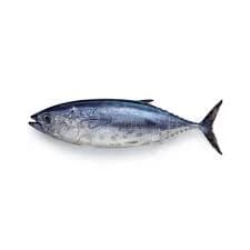 Fresh Tinda Fish Medium per kg