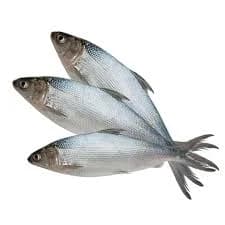 Fresh Milkfish Small per kg