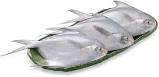 Fresh White Silver Pomfret 500 g approx.