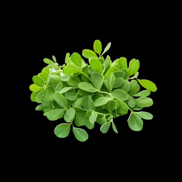 Methi Leaves Piece