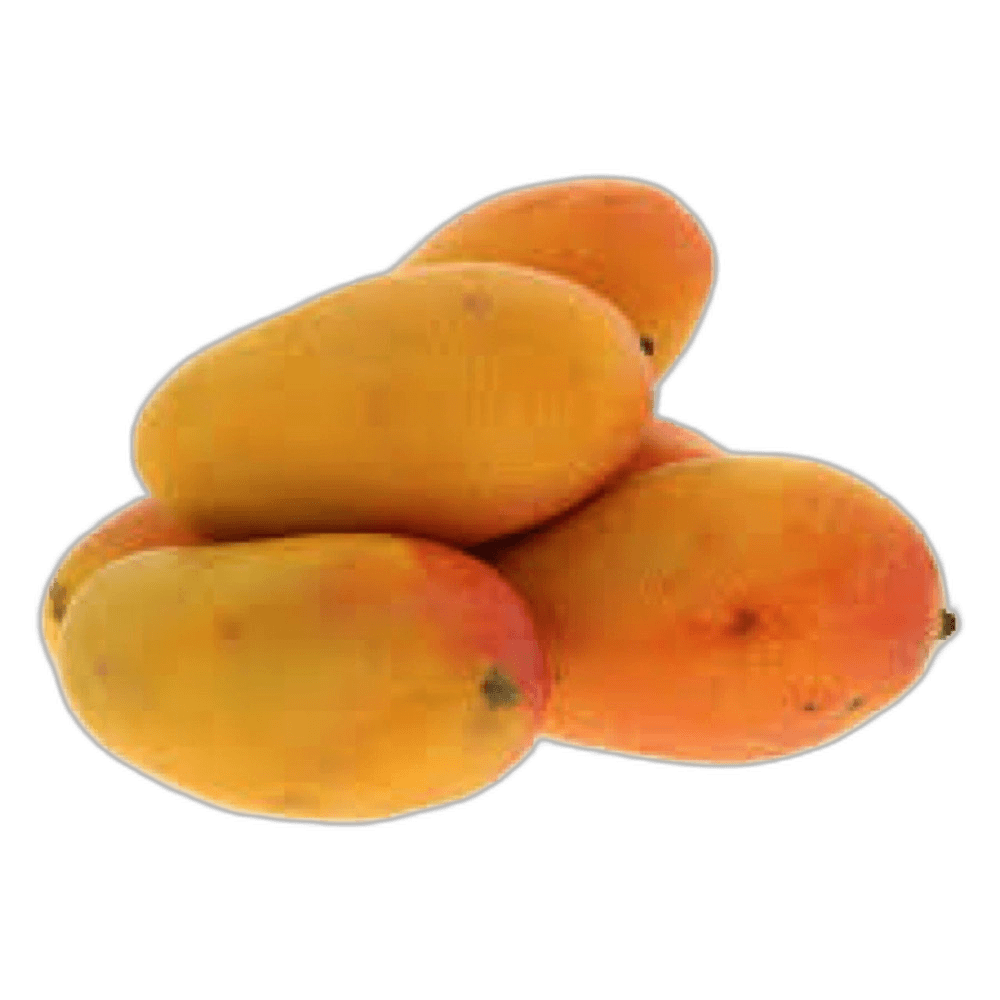 Mango Taimoor Egypt