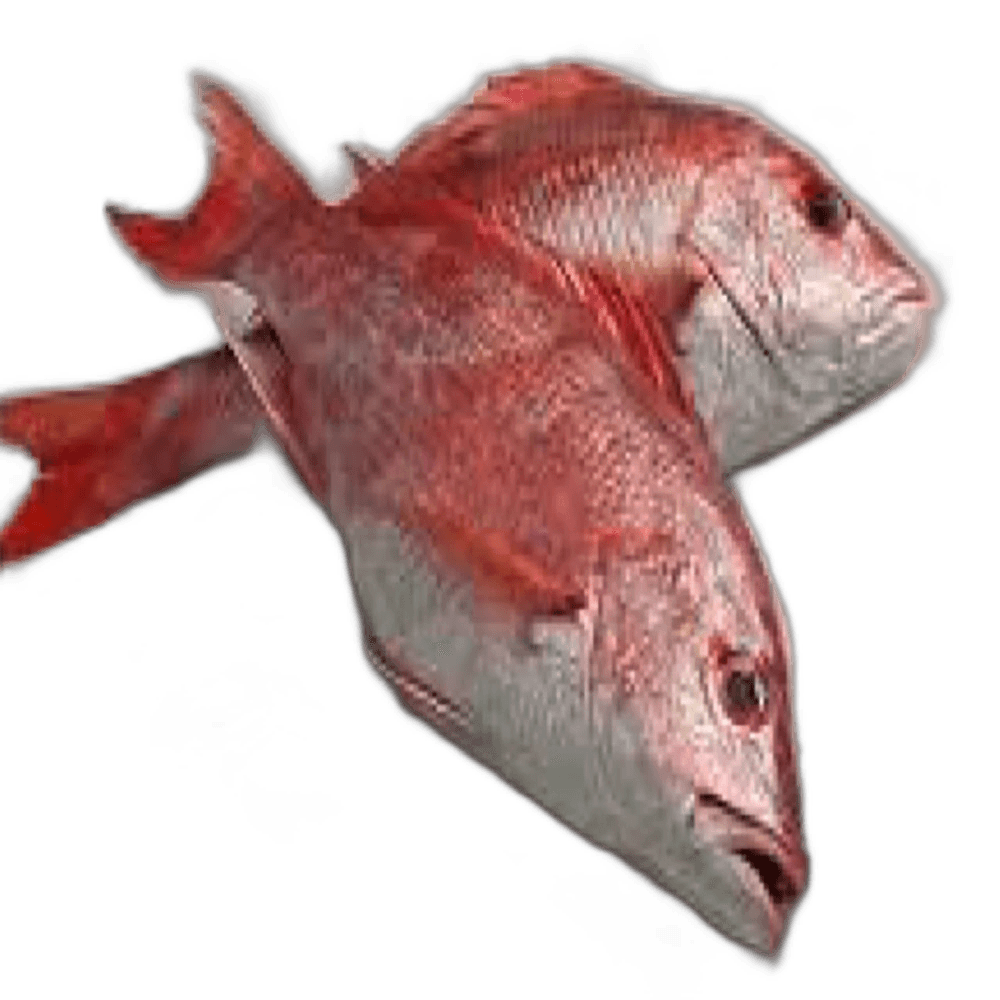 Red Snapper Marinated Doha per kg