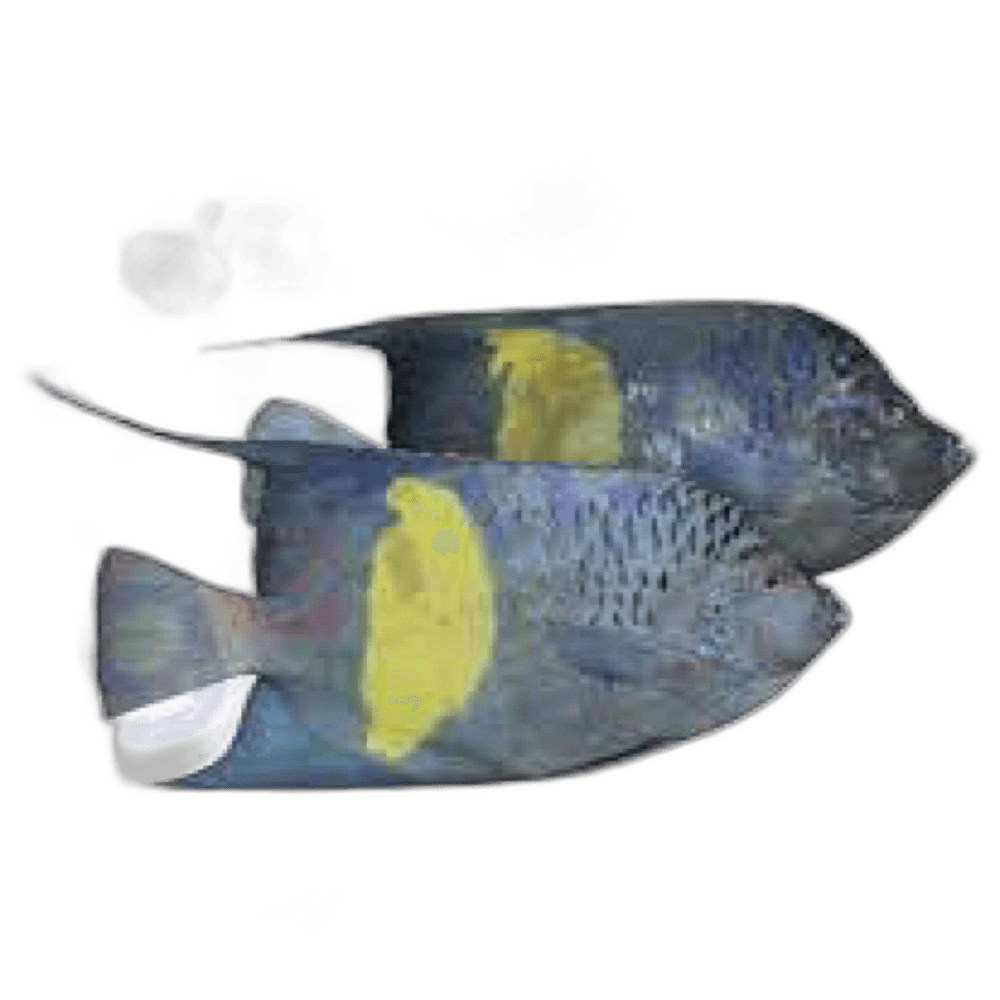 Anfooz Fish per kg