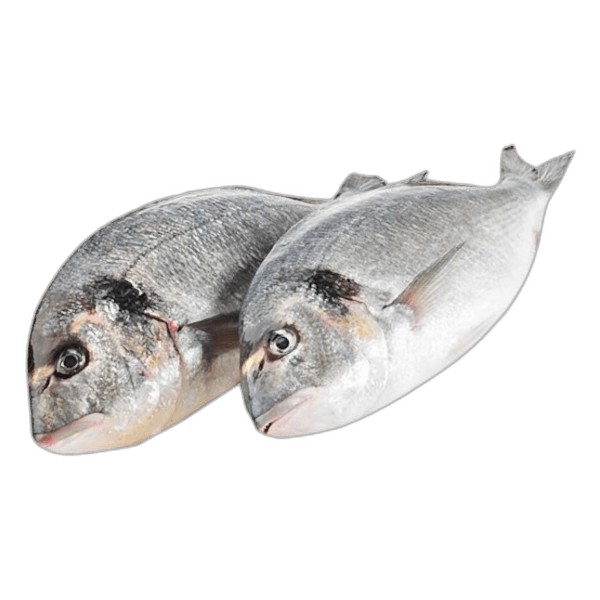 Seabream Turkey