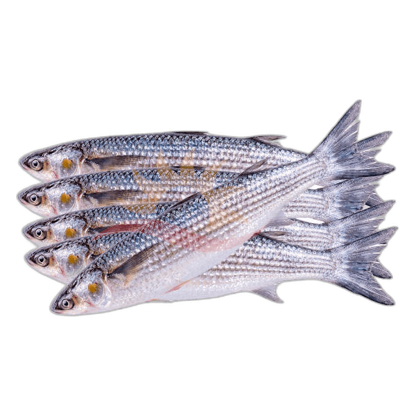 Mullet Fish Big Oman per kg