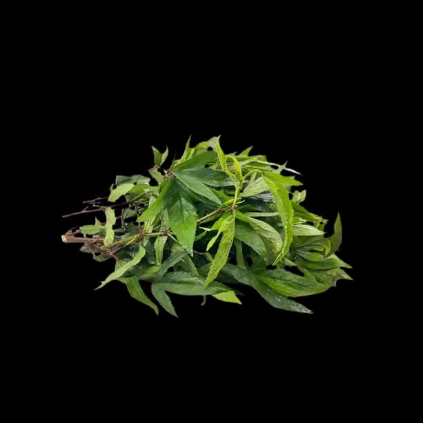 Gongru (Roselle) Leaves - Bunch