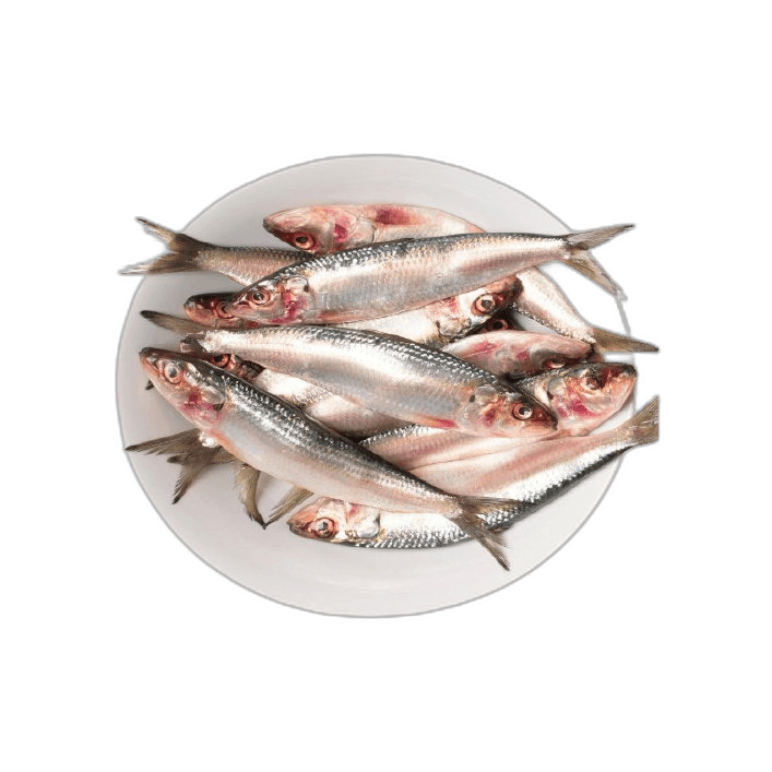Fresh Sardines Fish Big 1 kg Packet