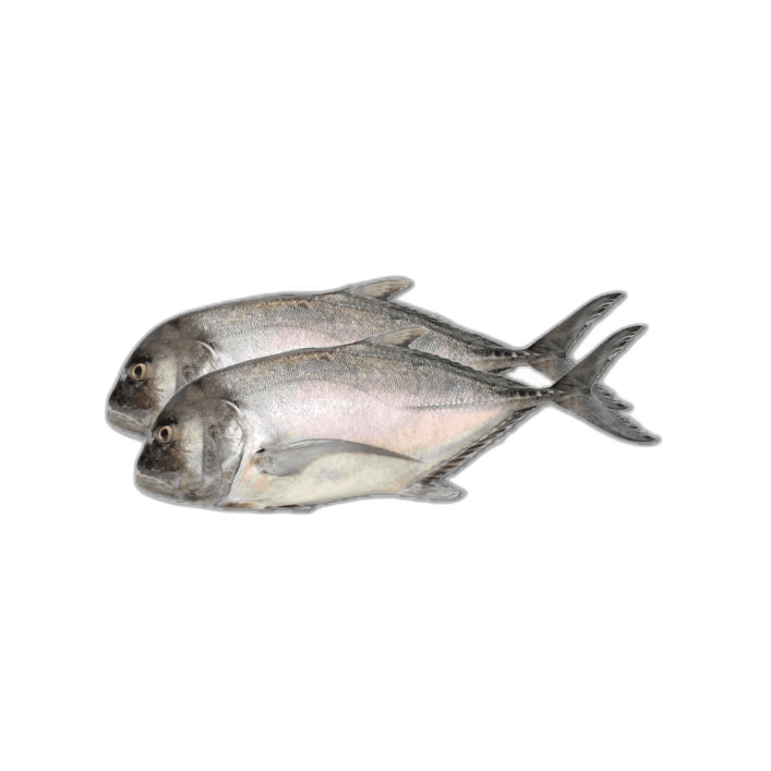 Fresh Malabar Trevally Fish 1 kg Packet