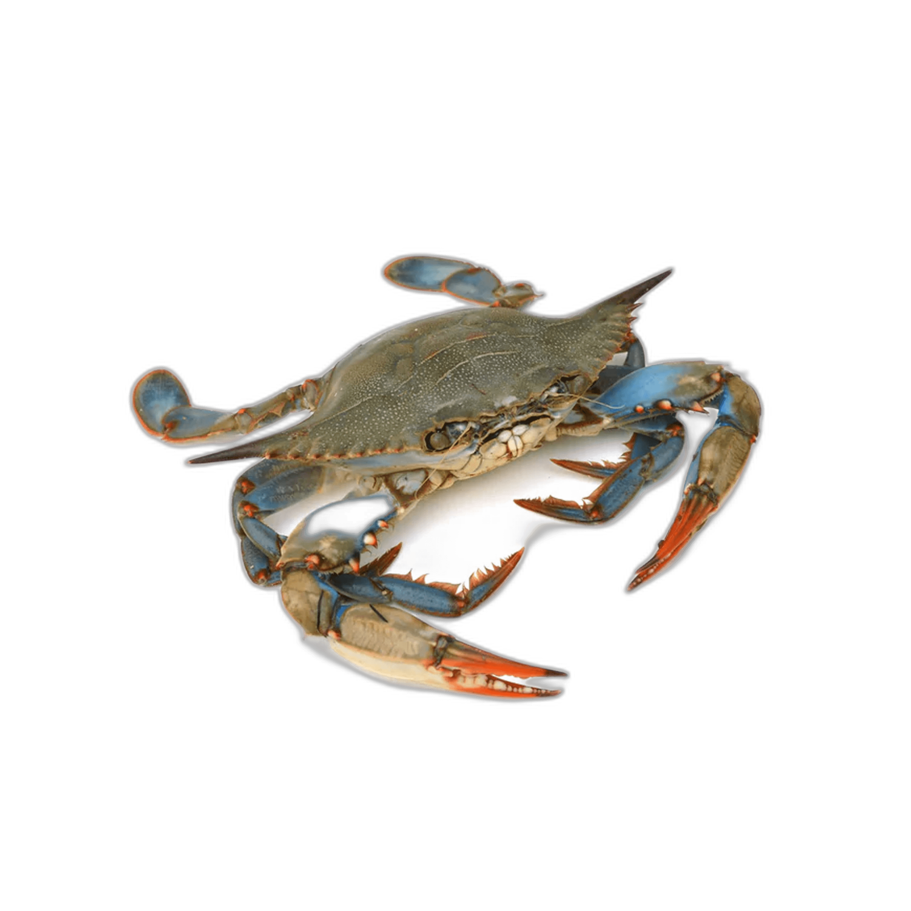 Fresh Blue Crab 1 kg Packet