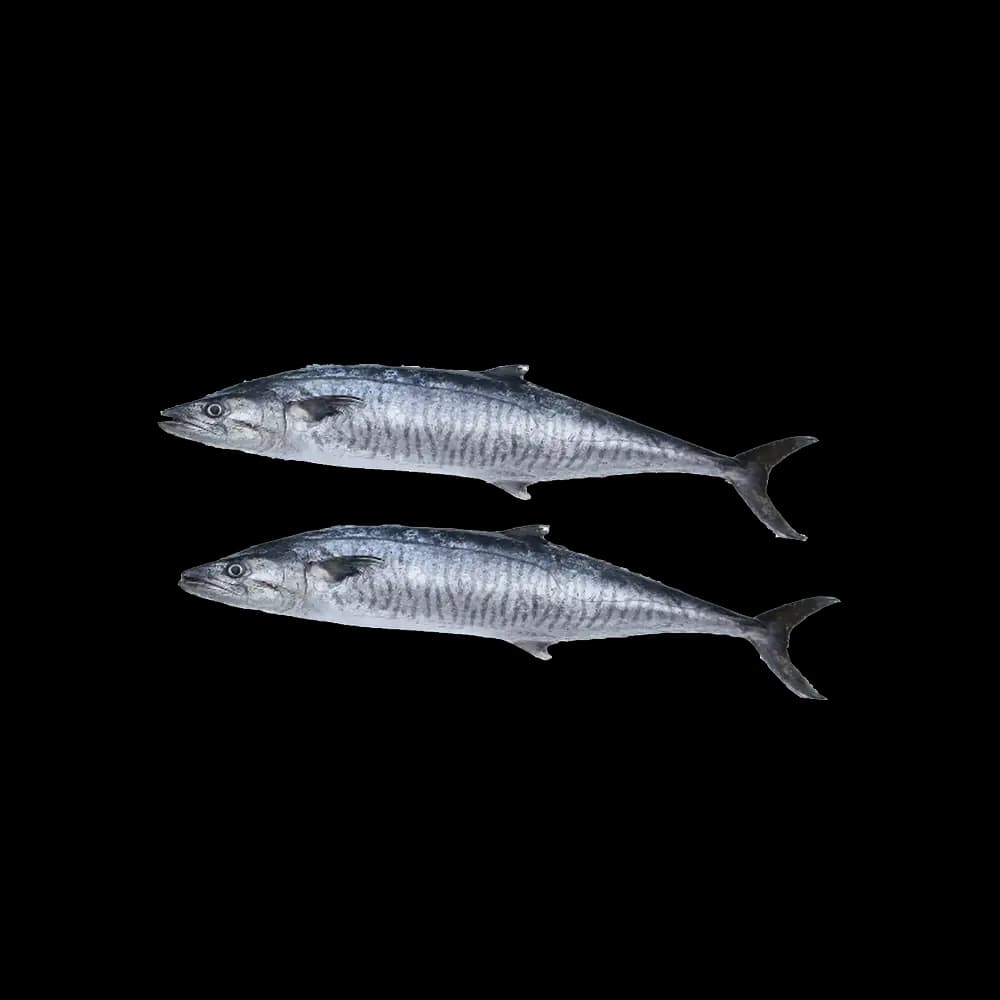 Fresh King Fish Big, 4kg