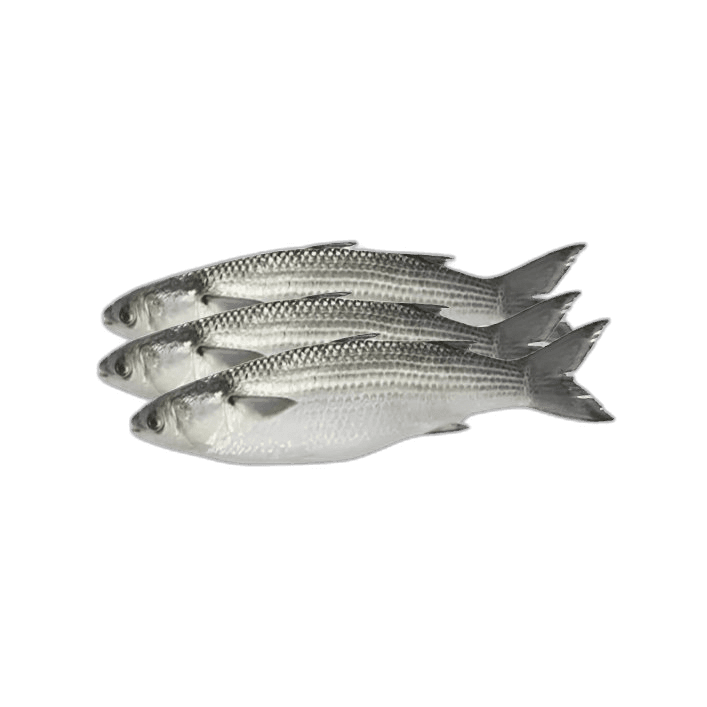 Fresh Mullet Fish Big 1 kg Packet