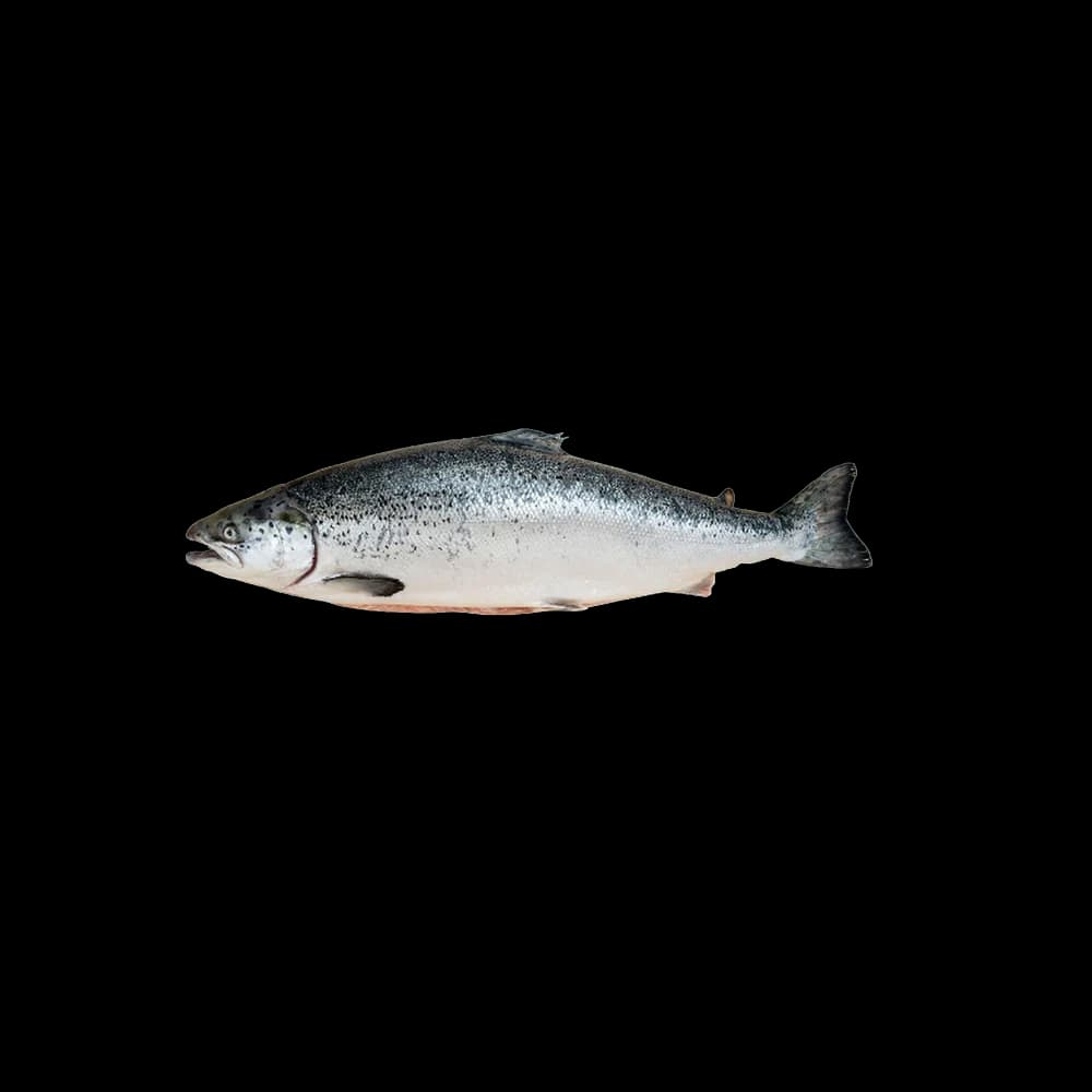 Norwegian Salmon Whole, 3kg