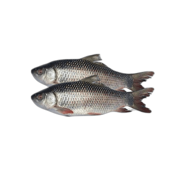 Fresh Rohu Fish 1 kg Packet