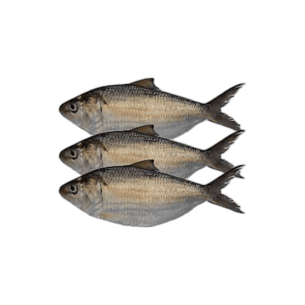 Fresh Herring (Thodi) Fish 1 kg Packet