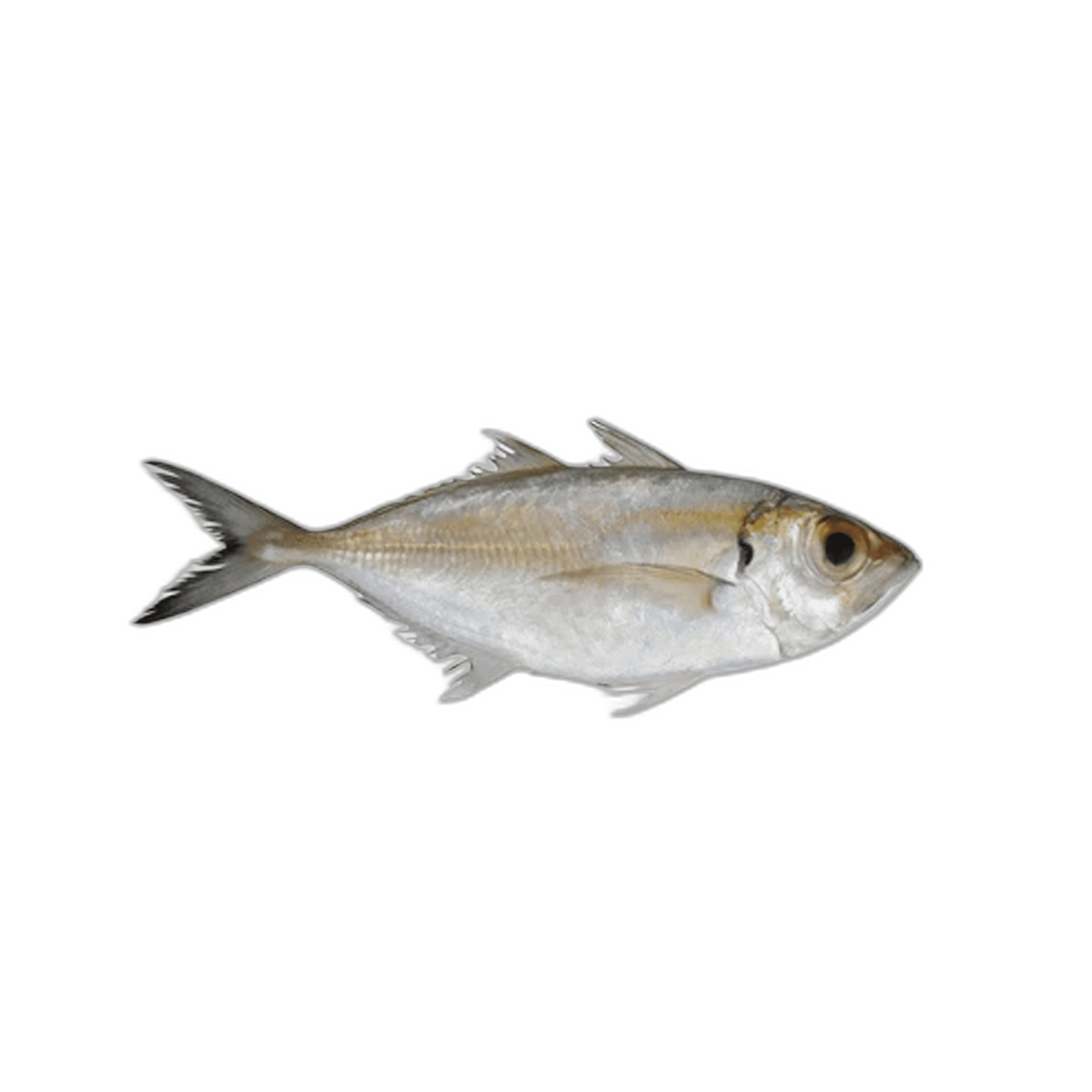 Fresh Scad (Bagha) Fish 1 kg Packet