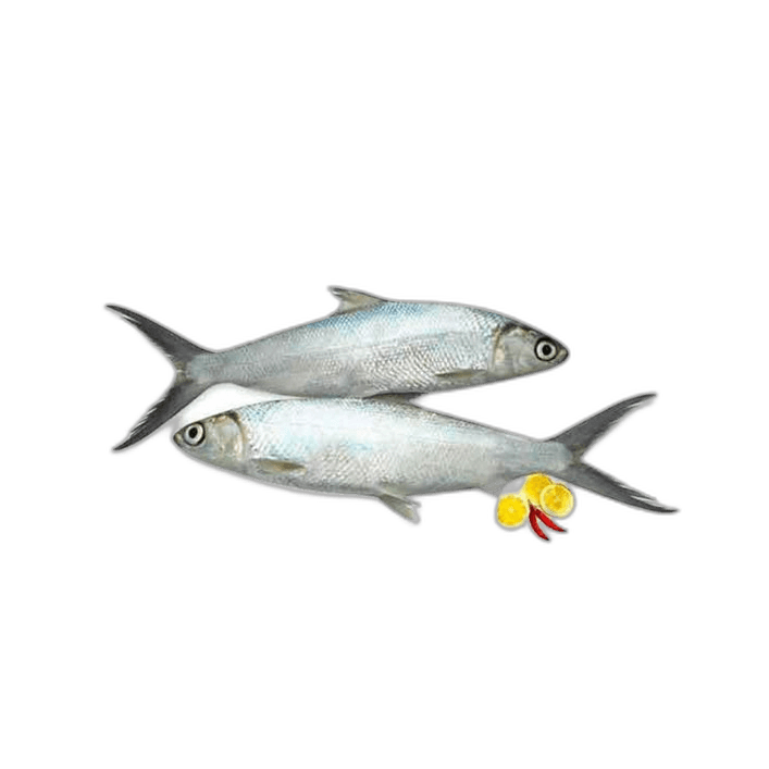 Fresh Milk Fish Big 1 kg Packet