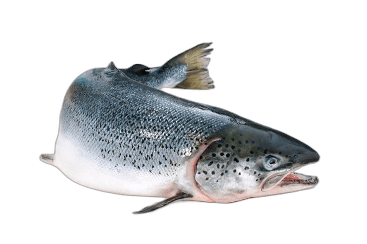 Salmon Fresh 1 kg