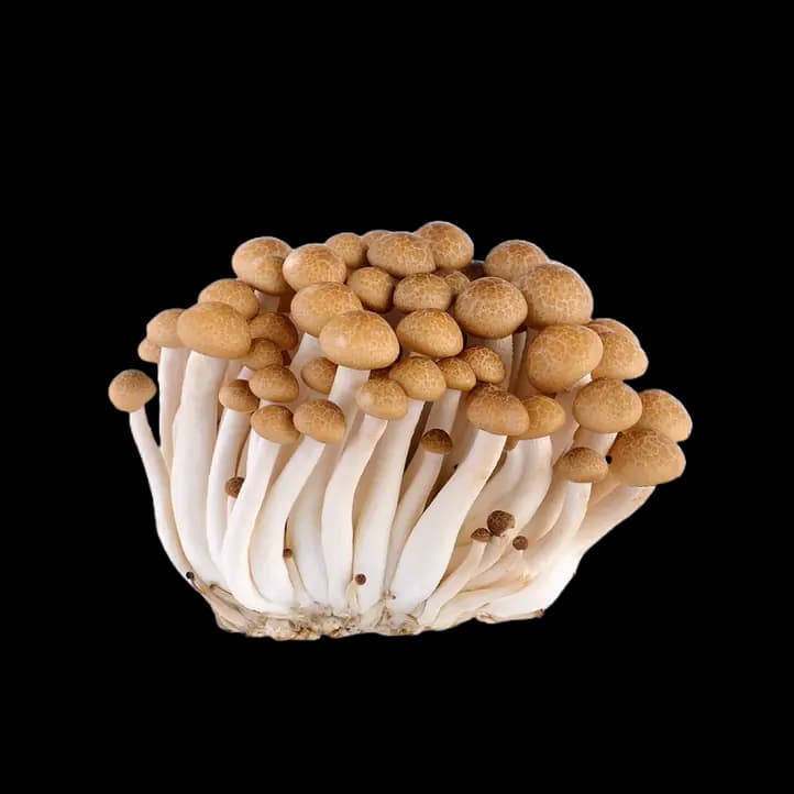 Brown Shimeji Mushroom, 150g Holland