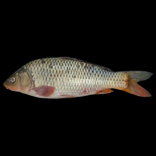 Egyptian Catla (Per kg)