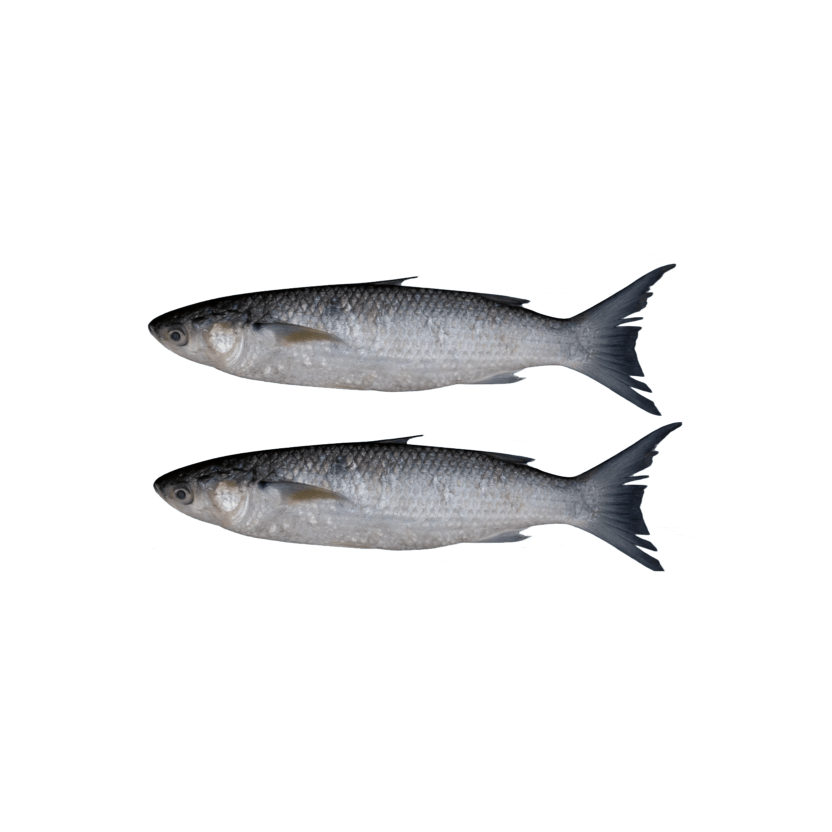 Fresh Biyah Fish (Mullet) Large per kg